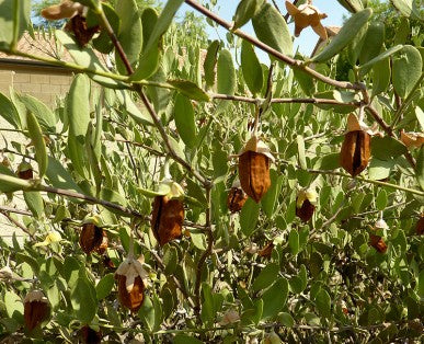 Graines de jojoba sur la plante, ingrédient de l'Élixir Précieux