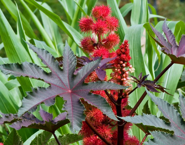 Plante de ricin en fleur, ingrédient de l'Élixir Précieux