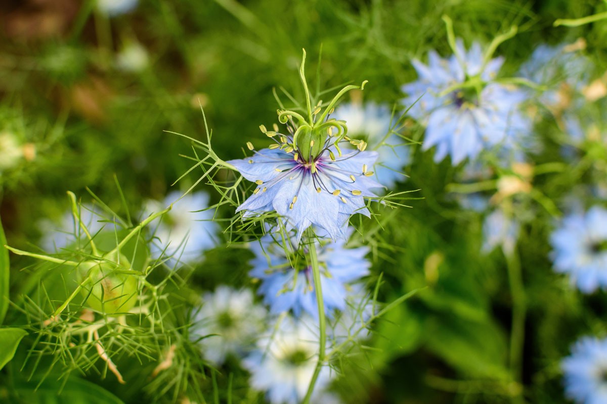 Fleur de nigelle bleue, ingrédient de l'Élixir Précieux