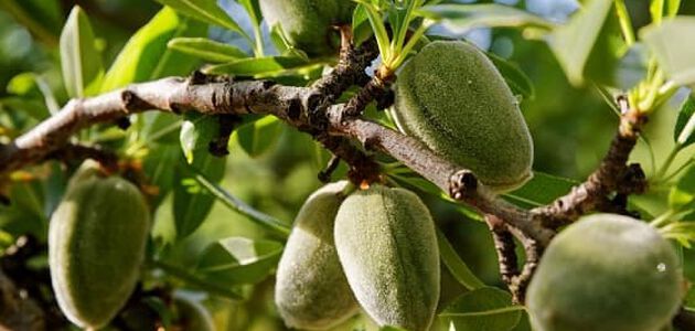 Amandes vertes sur l'amandier, ingrédient de l'Élixir Précieux