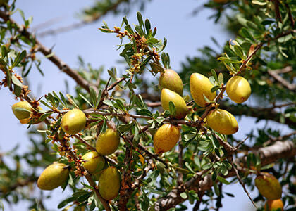 Fruits d'arganier sur l'arbre, ingrédient de l'Élixir Précieux