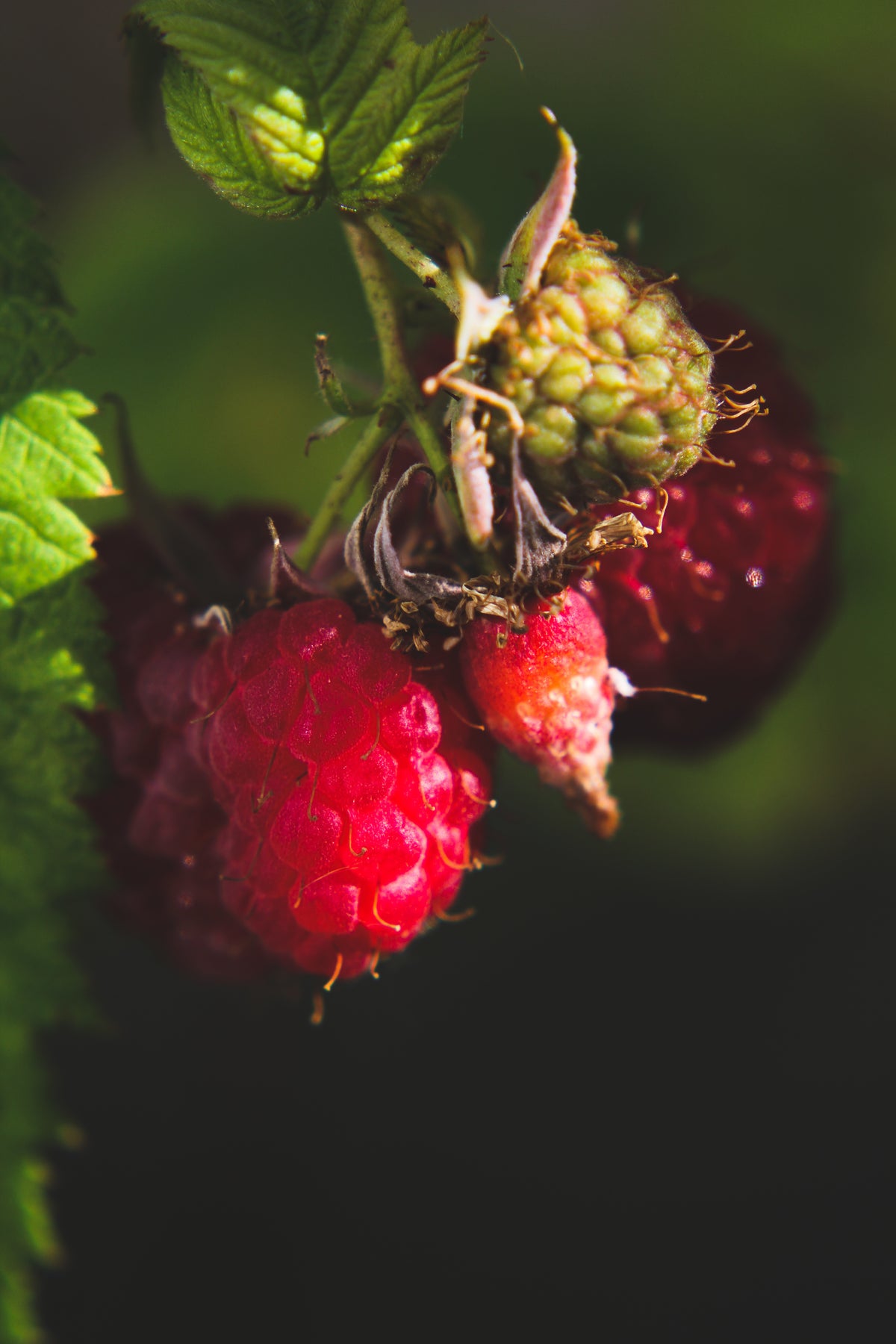 Framboises fraîches, ingrédient de l'Élixir Précieux